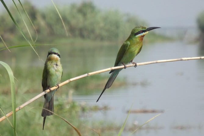 The birdwatchers quest:through the Swamp of Royal TreasureMuturajawela Wetlands - Value for Money