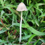 The Gili Mushroom Tour - Why This Tour Is Worth Considering
