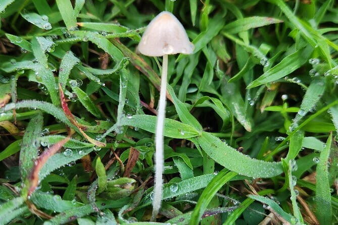 The Gili Mushroom Tour - Why This Tour Is Worth Considering