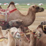 The Jewels Of Mongolia - The Practical Side: Transport, Guides, and Accommodation