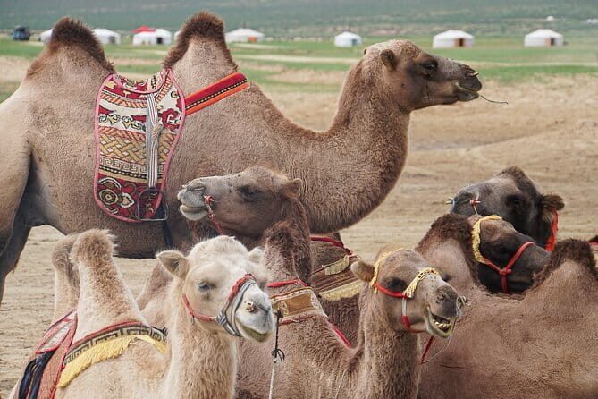 The Jewels Of Mongolia - The Practical Side: Transport, Guides, and Accommodation