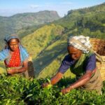 The Tea Hubs of Srilanka - Authentic Experiences and Traveler Insights