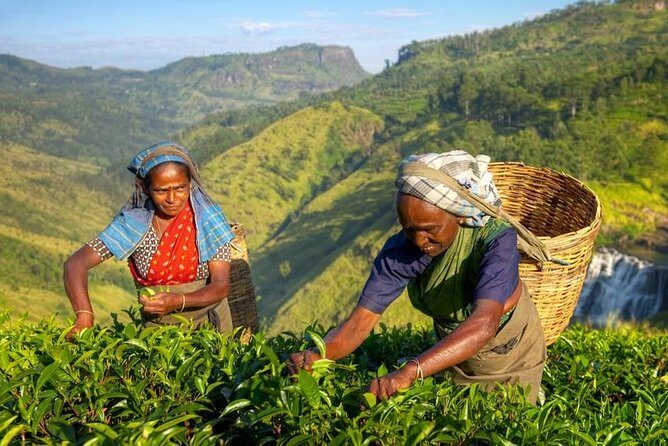 The Tea Hubs of Srilanka - Authentic Experiences and Traveler Insights