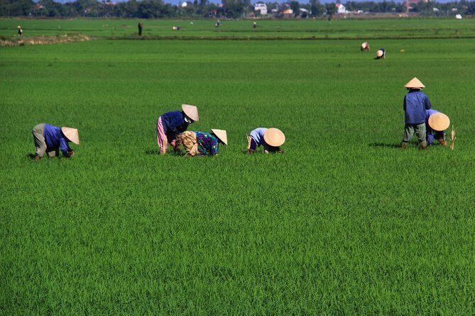 The Traditional Village of Duong Lam and Hanoi - Return and Reflection