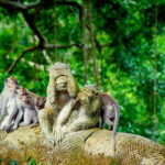The Way To Explore Ubud with All Inclusive - Practical Details and What to Expect