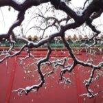 Tiananmen Square and Forbidden City Layover Tour from Beijing Airport - Analyzing the Value & Who It’s Best For
