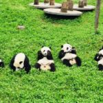 Ticket reservation for Chengdu Giant Panda Breeding Base - In-Depth Review of the Panda Experience