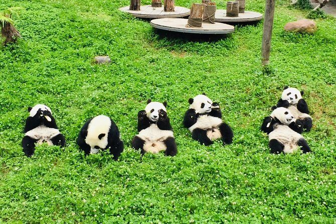 Ticket reservation for Chengdu Giant Panda Breeding Base - In-Depth Review of the Panda Experience