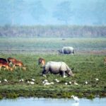 Tiger Reserve and Tribal Village - Exploring the Itinerary in Depth
