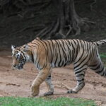 Tiger Safari In Ranthambore Day Trip - Final Thoughts: Who Should Consider This Tour?