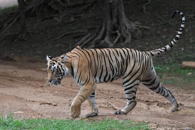 Tiger Safari In Ranthambore Day Trip - Final Thoughts: Who Should Consider This Tour?