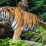 Tiger Safari Tour - Final Thoughts