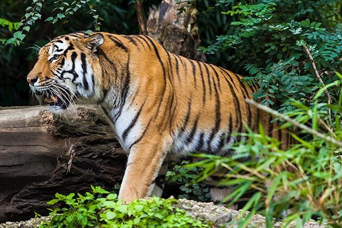 Tiger Safari Tour - Final Thoughts