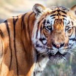 Tiger Tracking Nepal (Chitwan National Park) - Day 2: Jeep Safari in the Wilderness