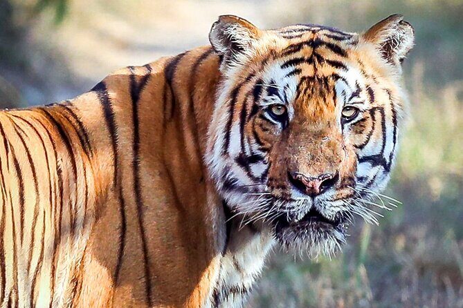 Tiger Tracking Nepal (Chitwan National Park) - Day 2: Jeep Safari in the Wilderness