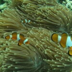 Tioman Coral Island Snorkeling & Island Hopping Tour - Authentic Experiences and Realities from Reviews