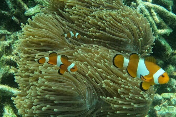 Tioman Coral Island Snorkeling & Island Hopping Tour - Authentic Experiences and Realities from Reviews