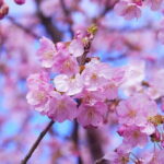 Tokyo Cherry Blossom Half Day Walking Tour with a Local Guide - Practical Tips for Choosing This Tour