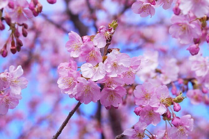 Tokyo Cherry Blossom Half Day Walking Tour with a Local Guide - Practical Tips for Choosing This Tour