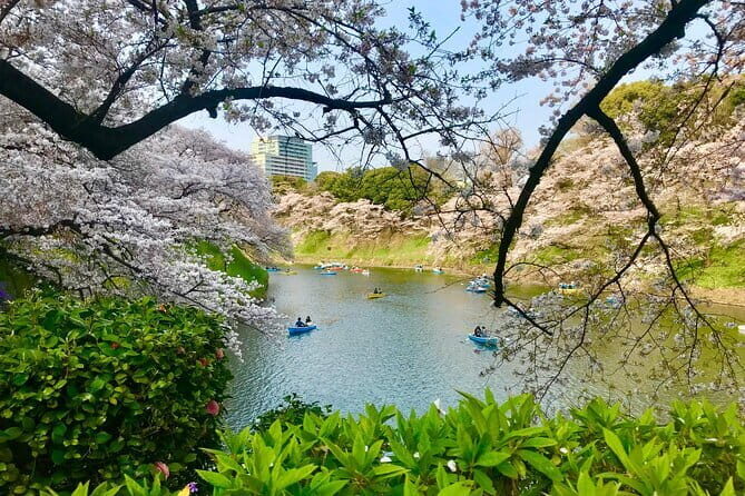 Tokyo Cherry Blossom Private Walking Tour - What’s Included and What’s Not?