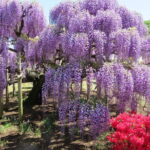 Tokyo Spring: Ashikaga Flower Park, Kawagoe & 100 Vending Machine - Why This Tour Offers Value