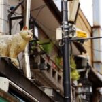 Tokyo Walking Tour of Historic Shopping Streets Yanaka - Why Choose This Tour?