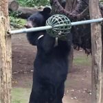 Tour of Elephant Conservation and Bear Rescue Center From Agra - What Makes This Tour Stand Out