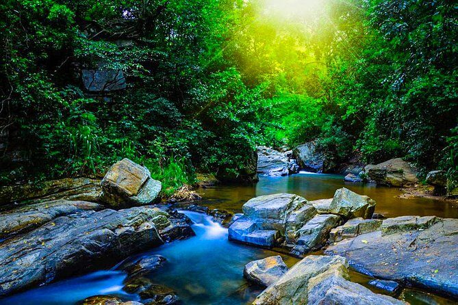 Trekking in Sinharaja Rainforest - A Detailed Look at the Sinharaja Trek Experience