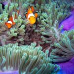 Try Diving in the beautiful Andaman Sea - Is This Tour Worth the Price?