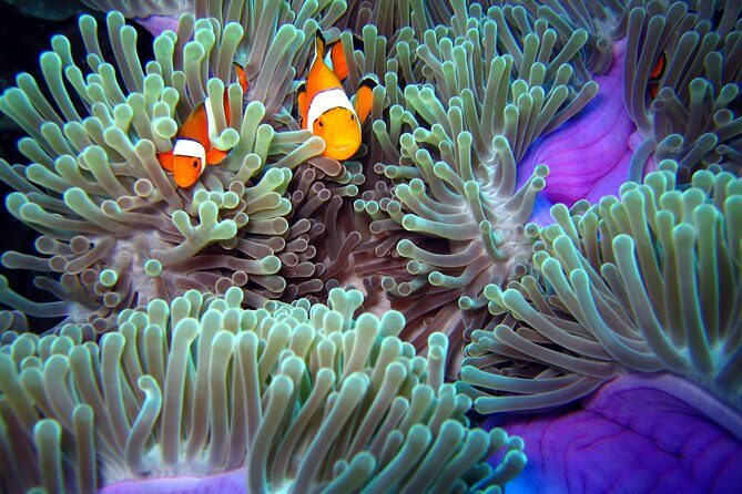 Try Diving in the beautiful Andaman Sea - Is This Tour Worth the Price?