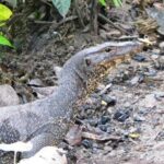 Two-Day Jungle Trekking For School, Private - FAQs