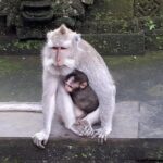 Ubud Monkey Forest And Waterfall Private Day Trip. - Additional Stops and Customization