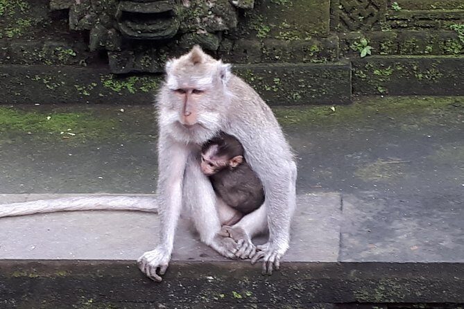 Ubud Monkey Forest And Waterfall Private Day Trip. - Additional Stops and Customization