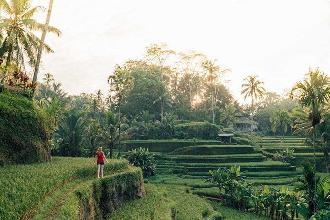 Ubud Swing, Rice Terrace and Waterfall Highlights Tour - An In-Depth Look at the Itinerary
