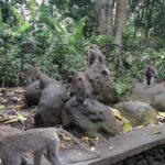 Ubud Swing, Water Temple and Waterfall Tour - Final Thoughts