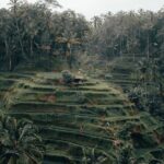 Ubud Tour and Tanah Lot Temple Tour - All Inclusive - Who Will Love This Tour?