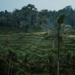 Ubud Tour: Monkey Forest, Rice Terrace, Waterfall, Water Temple - Practical Details and What to Expect