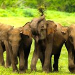 Udawalawe Half Day Safari (Entrance + Lunch) - What Makes This Tour Special