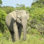 Udawalawe Jeep Safari - Ahungalla & Kosgoda Hotels - Who Should Consider This Tour?