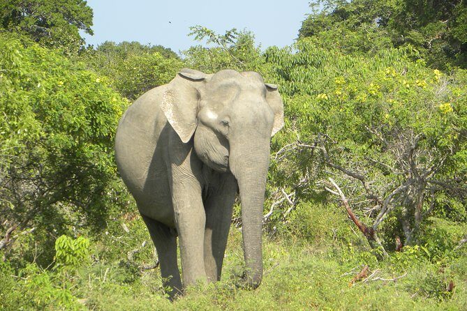 Udawalawe Jeep Safari - Ahungalla & Kosgoda Hotels - Who Should Consider This Tour?