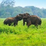 Udawalawe Jeep Safari from Kalutara - The Sum Up