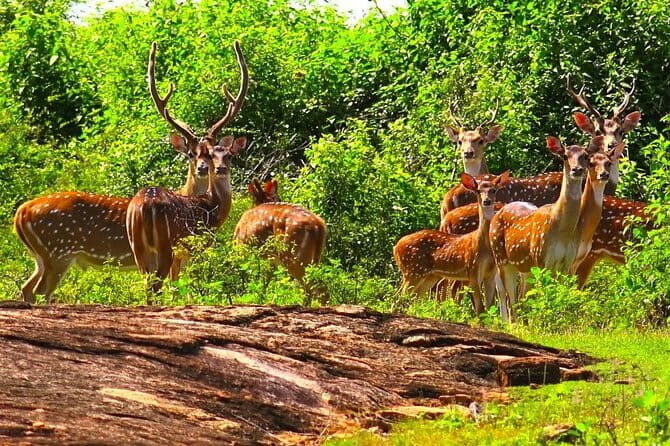 Udawalawe Jeep Safari from Kalutara & Wadduwa Hotels - What’s Included, What’s Not