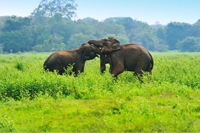 Udawalawe Jeep Safari from Kalutara - The Sum Up