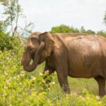 Udawalawe National Park and Elephant Transit Home From Galle - Final Thoughts: Who Is This Tour Best For?