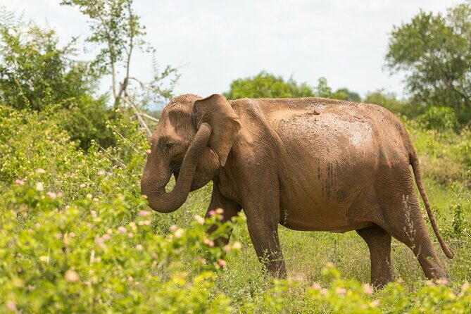 Udawalawe National Park and Elephant Transit Home From Galle - Final Thoughts: Who Is This Tour Best For?