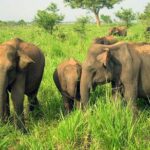 Udawalawe National Park Safari from Beruwala Hotels - Summary and Final Thoughts