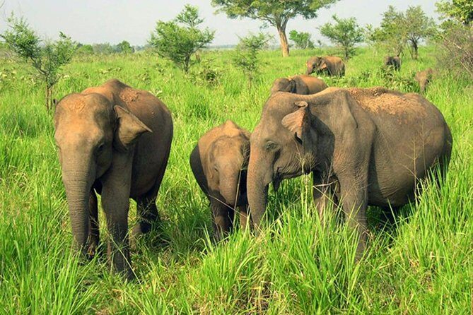 Udawalawe National Park Safari from Beruwala Hotels - Summary and Final Thoughts