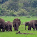 Udawalawe National Park Safari from Mount Lavinia - Transport and Timing: Why They Matter