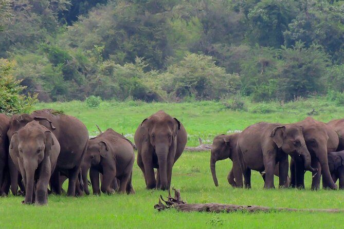 Udawalawe National Park Safari from Mount Lavinia - Transport and Timing: Why They Matter