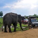 Udawalawe National Park Safari from Panadura - FAQ